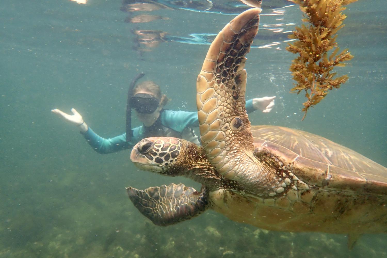 一名<a href='http://sewa.ngskmc-eis.net'>bv伟德ios下载</a>学生在Galápagos群岛游学途中与一只巨龟游泳.